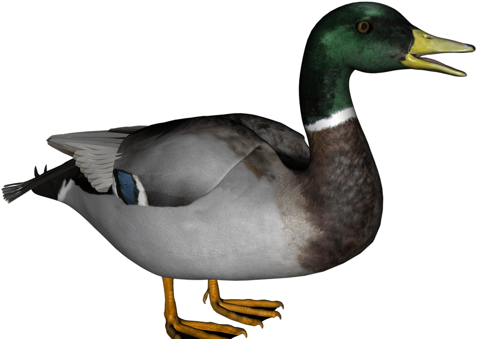 Wood Duck Clip Art - Transparent Duck - Png Download (1200x715), Png Download