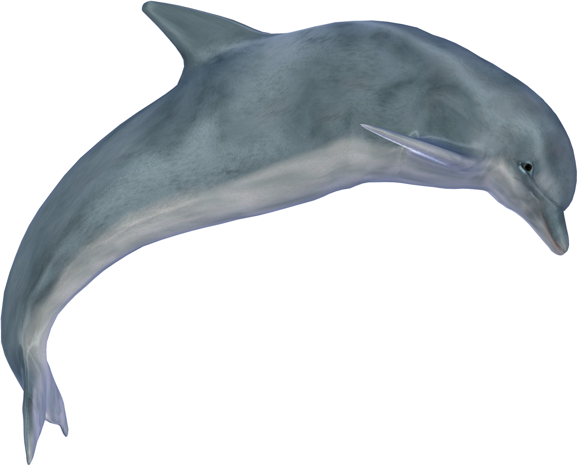 İndir - Dolphin Png Clipart (1280x1024), Png Download