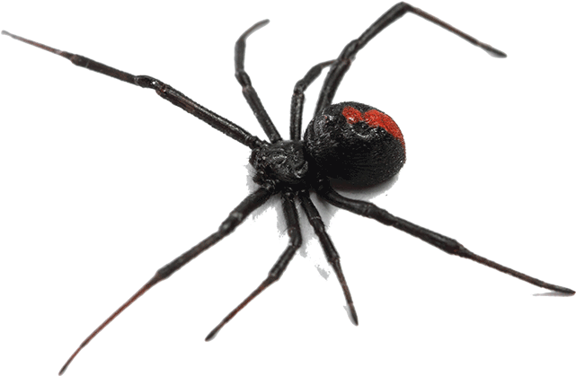 Treat Spider Problems With Flick Anticimex - Insects Spider Clipart (640x480), Png Download