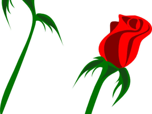 Valentine - Rose Auf Weiß Karte Clipart (640x480), Png Download