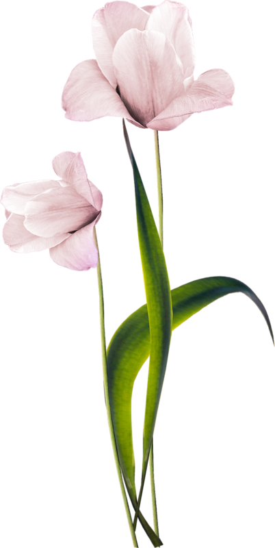 Fleur Floral Backgrounds, Flower Clipart, Pink Love, - Rosas Png Fundo Transparente (402x800), Png Download