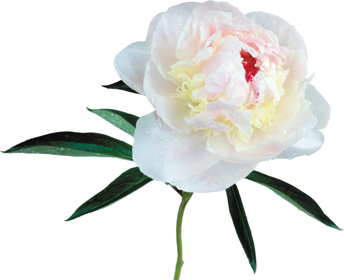 Peony Clip Art - White Peony White Background - Png Download (1200x977), Png Download