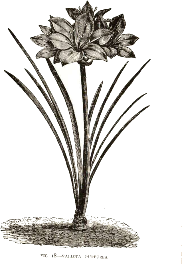 Vintage Flowers And Butterflies Clipart - Clip Art - Png Download (656x1000), Png Download