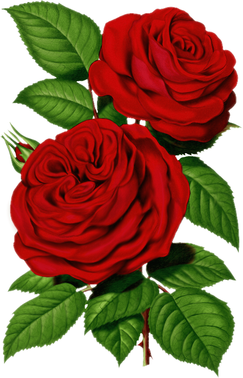 Victorian Red Roses Clipart (833x1295), Png Download