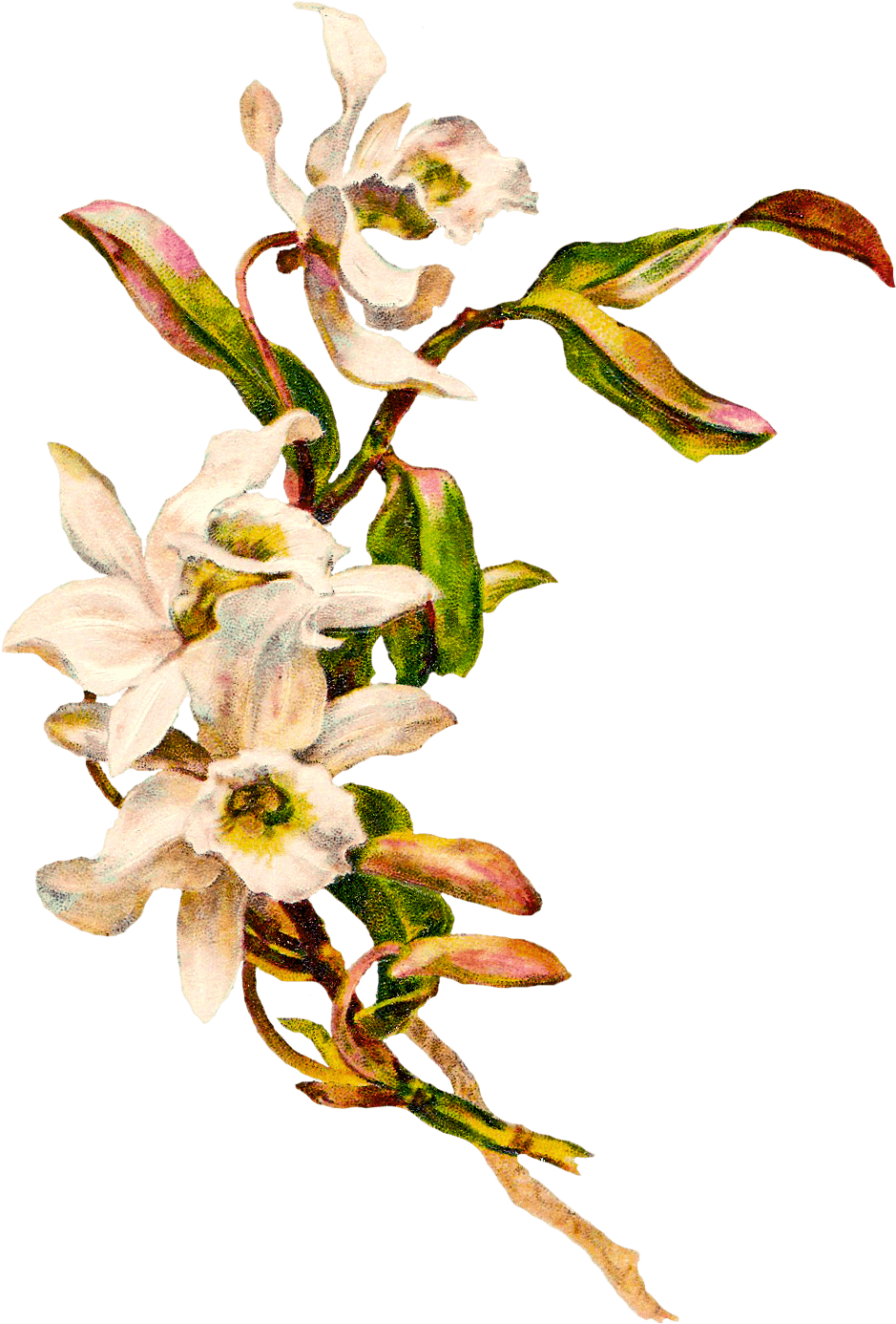 Victorian Vintage Flowers - Flower With Blank Background Clipart (975x1432), Png Download