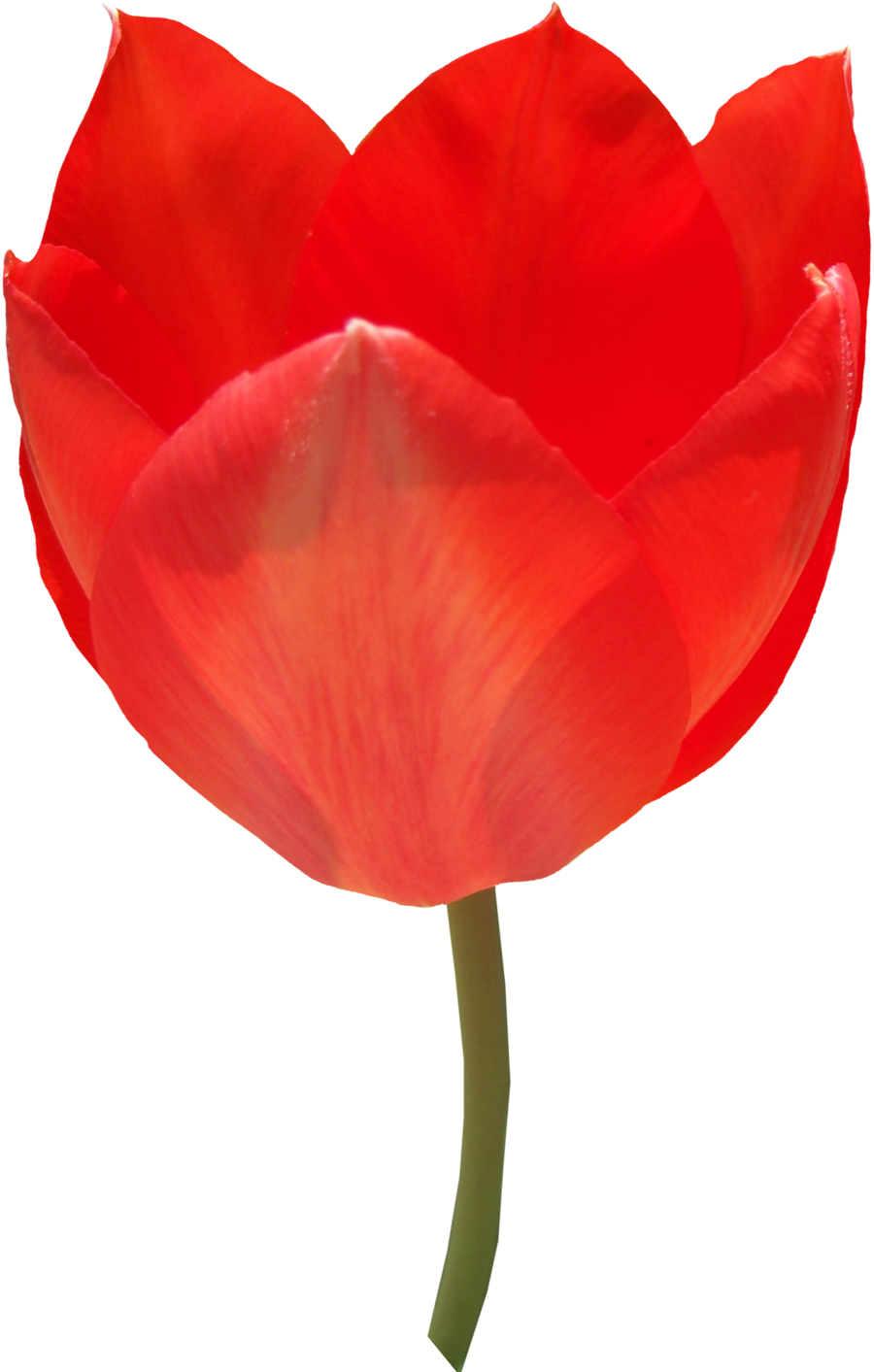 Red Tulip Png Image - Tulip Clipart (900x1413), Png Download