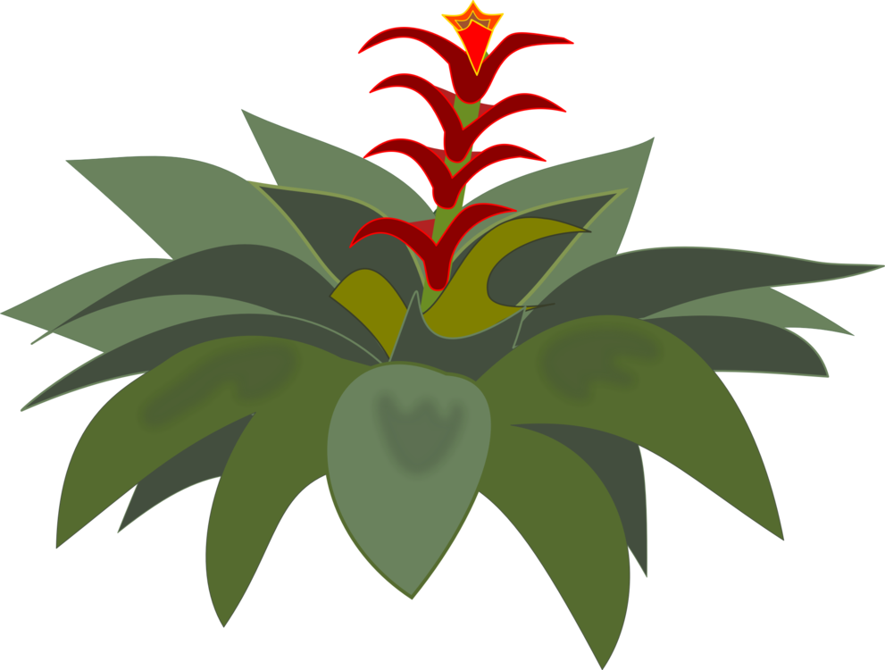 Bromelia Computer Icons Flowering Plant Plants - Bromélia Png Clipart (991x750), Png Download