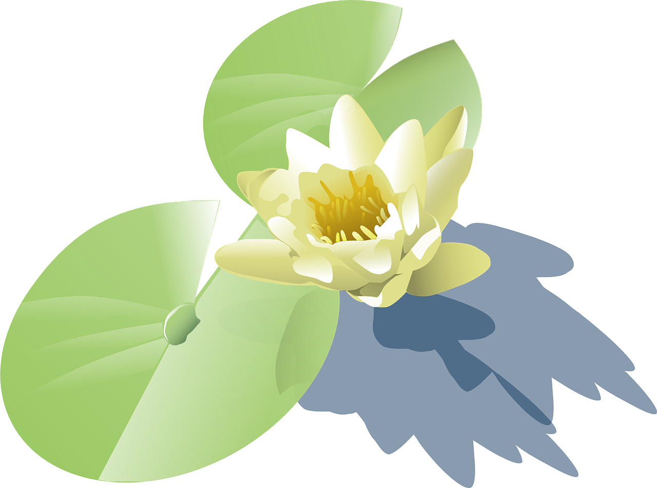 Lily Lotus Water Lily - Water Plant Vector Png Clipart (1280x951), Png Download