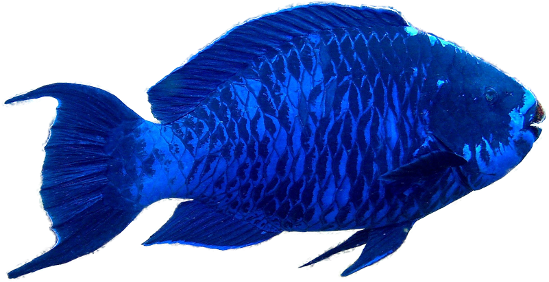 The Parrotfish On Emaze - Parrot Fish Transparent Background Clipart (829x489), Png Download