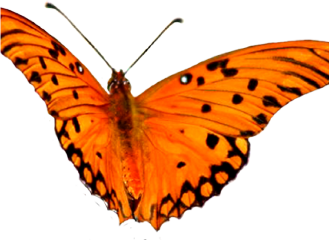 Animal Clipart Butterfly - Gebraucht: Arson - Brokeness Brings Forth Unknown - Png Download (640x480), Png Download
