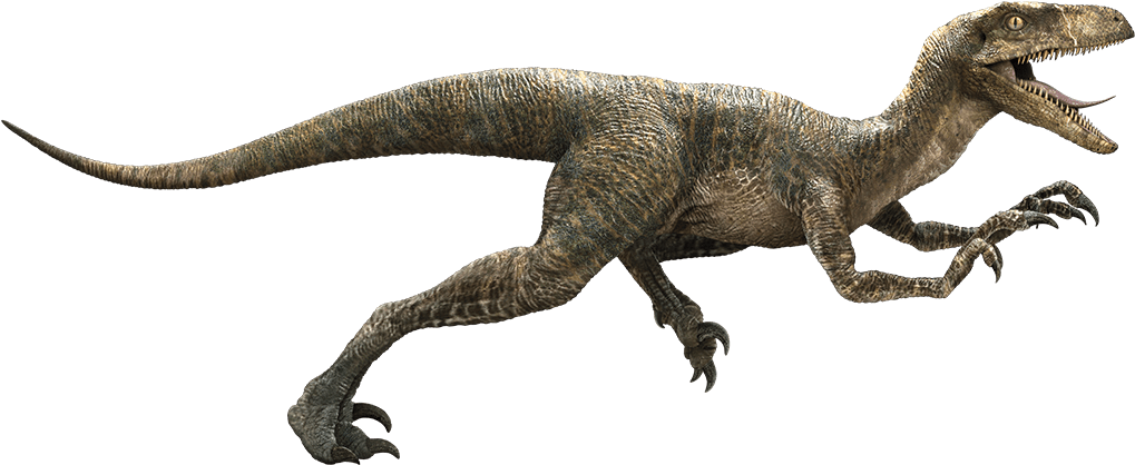 Raptor Dinosaur Png - Jurassic World Velociraptor Clipart (1043x463), Png Download