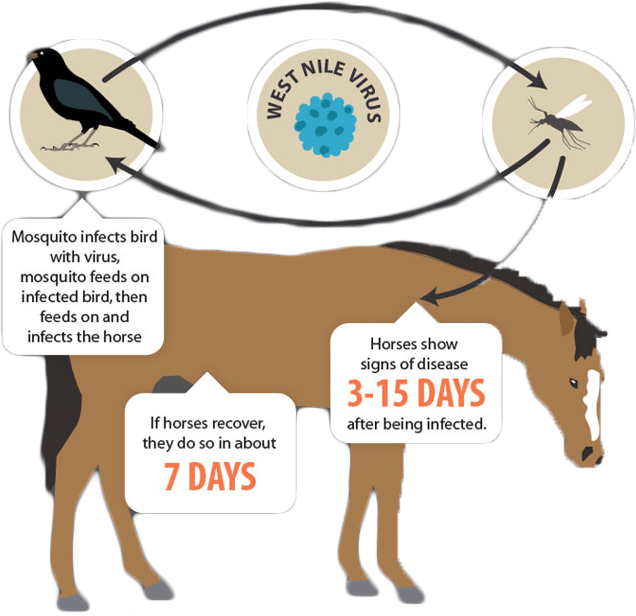 Венесуэльский энцефаломиелит лошадей. Вирус восточного энцефаломиелита лошадей. Вирусная ринопневмония лошадей. Восточный энцефаломиелит лошадей. Инфекционная анемия лошадей (инан).