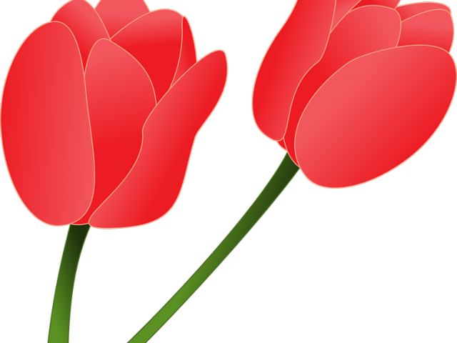 Tulip Clipart Nature - Clip Art - Png Download (640x480), Png Download