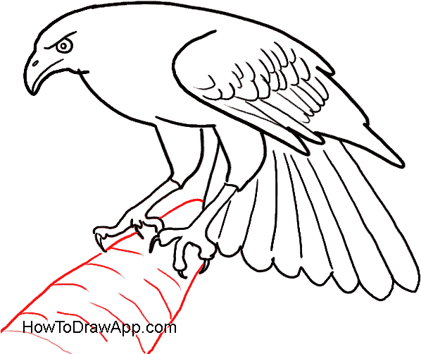 How To Draw An Eagle Bird - Draw A Eagle Easy Clipart (600x600), Png Download