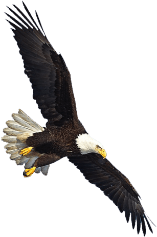 Us Eagle Flying - Eagle Flying Png Clipart (589x547), Png Download
