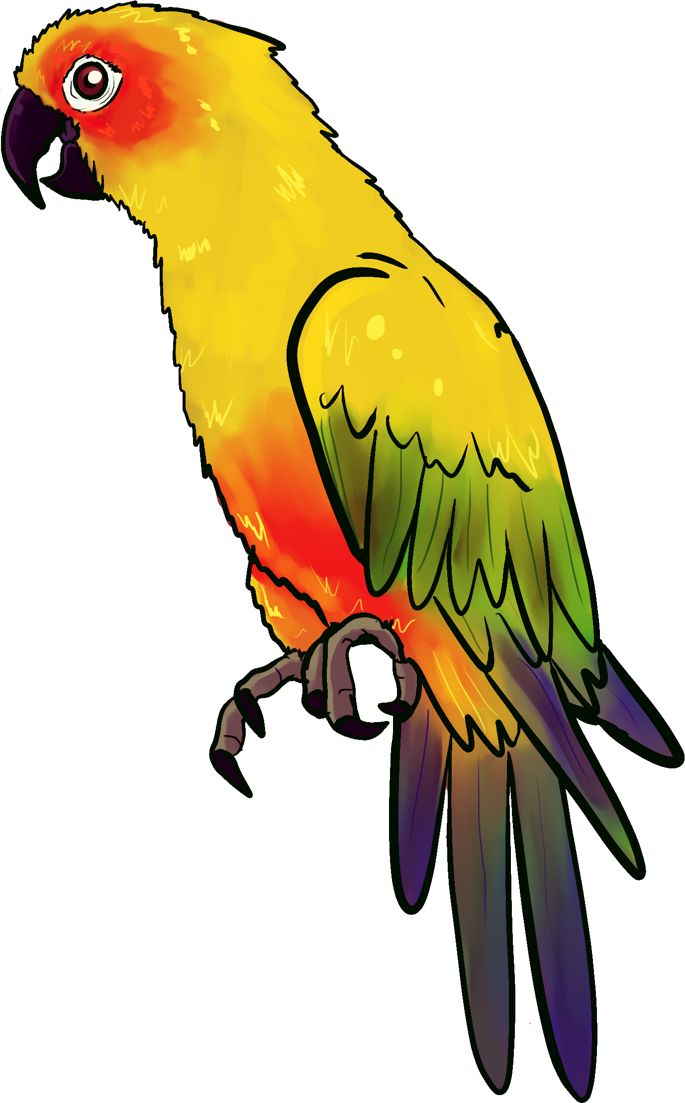 Drawn Parakeet Pirate Parrot - นก แก้ว Png Clipart (1536x2368), Png Download