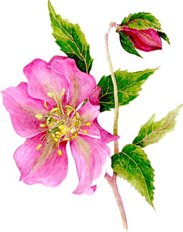 Flowers, Floral, Corner Plant, Scrapbook, Clip Art, - Portable Network Graphics - Png Download (600x762), Png Download