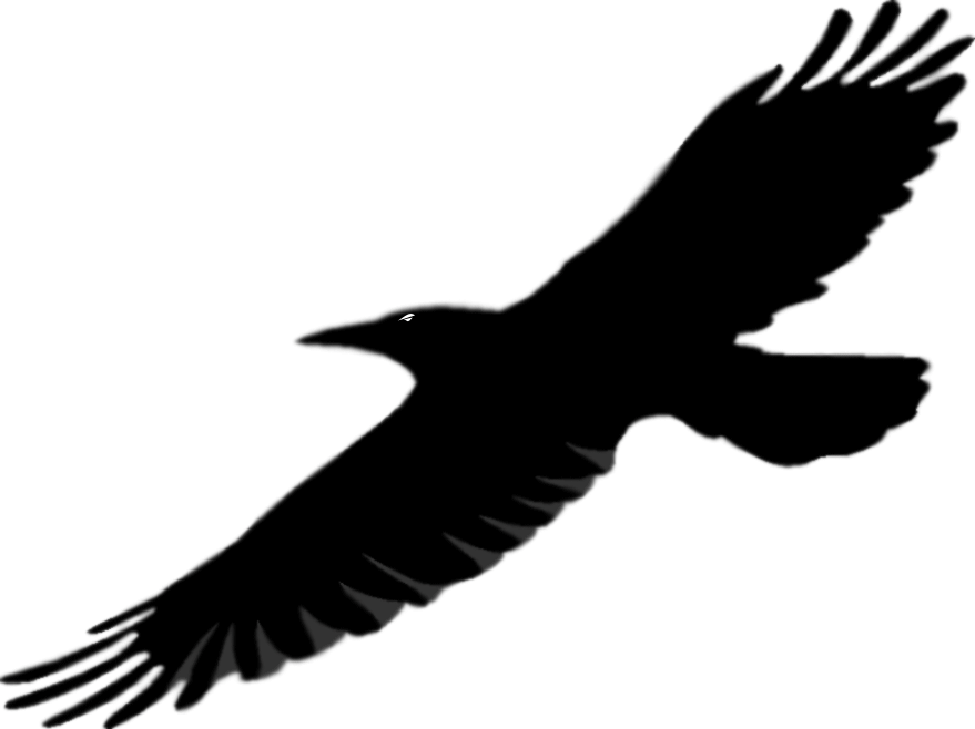 Raven Clipart Silhouette - Clip Art - Png Download (879x658), Png Download
