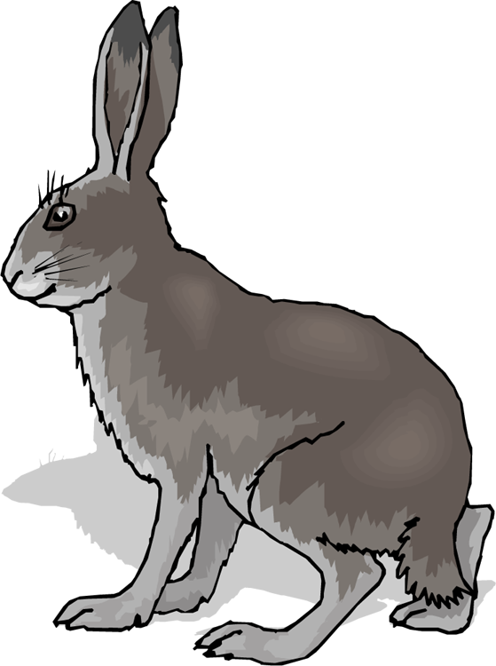 Free Rabbit Clipart - Coney Animal - Png Download (559x750), Png Download