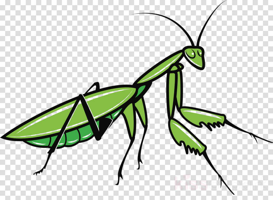 Praying Mantis Clipart Insect Clip Art - Praying Mantis Clipart - Png Download (900x660), Png Download