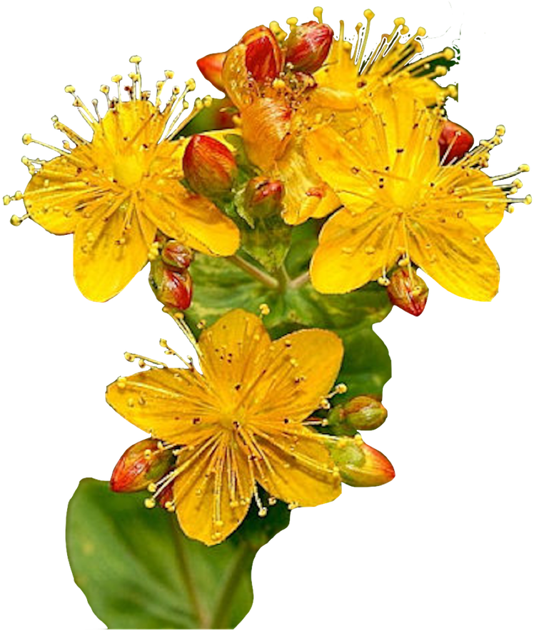 Perforate St John's Wort Clipart (1080x1080), Png Download