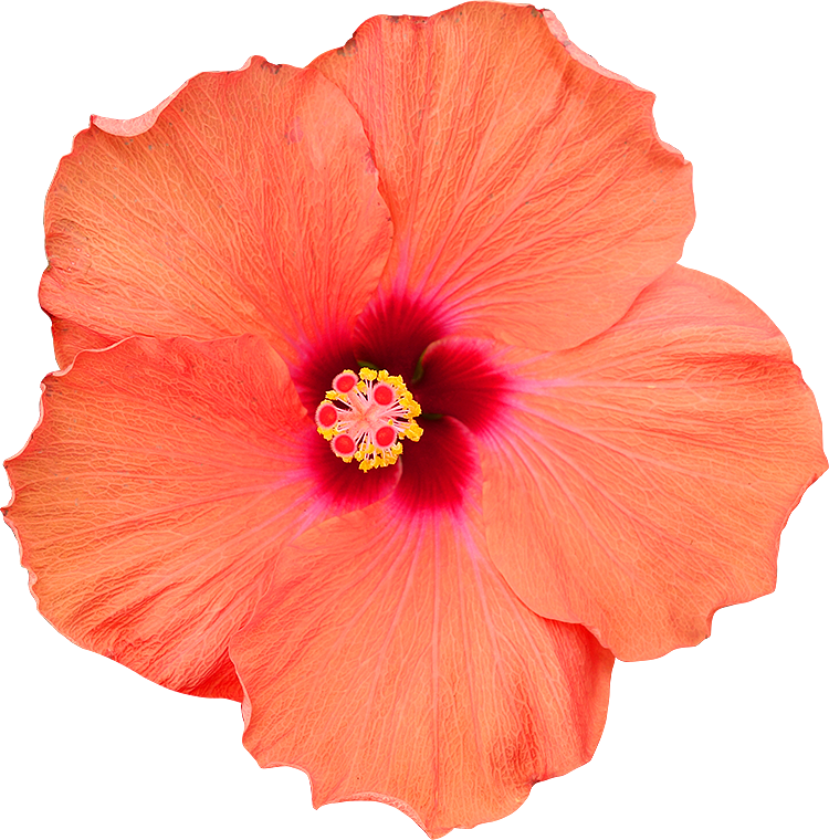 Fleur Detouree Hibis - Photography Clipart (750x760), Png Download