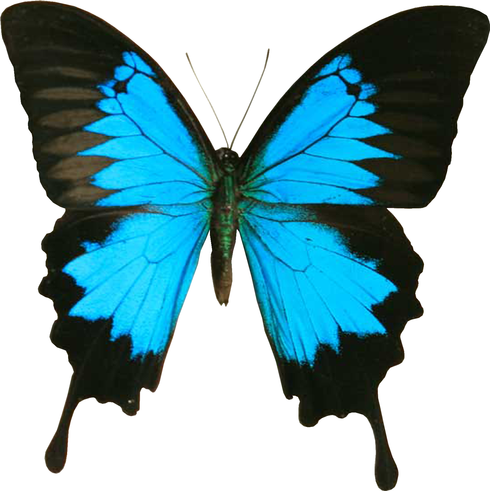 Blue And Black Butterfly Clipart - Papilio Ulysses - Png Download (1800x1800), Png Download