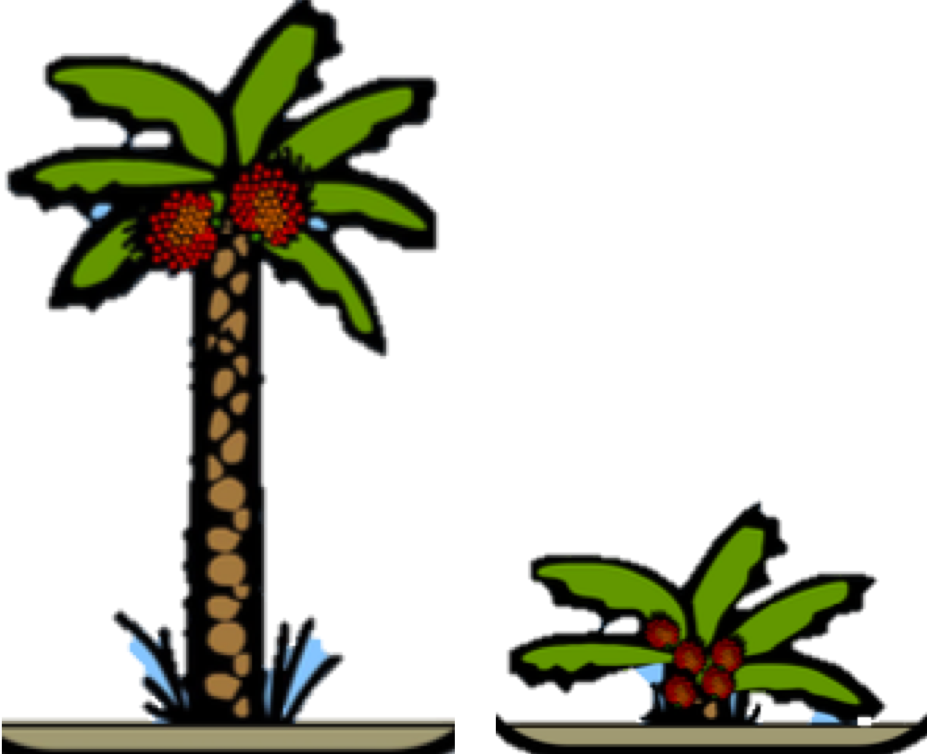 Palms Of Different Ages Need Different Amounts Of Fertiliser Clipart (927x754), Png Download