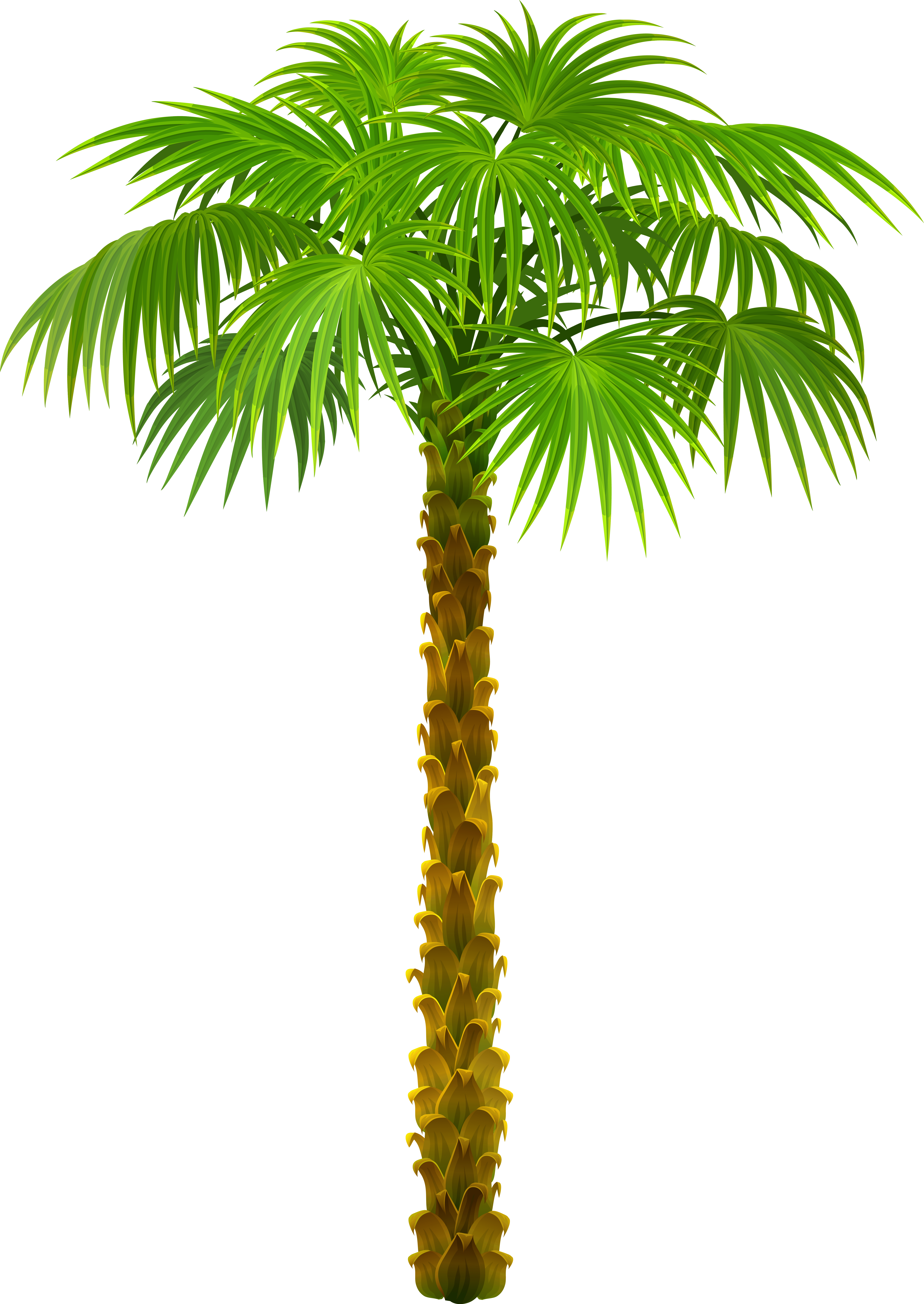 Palm Tree Png Clipart Picture Transparent Png (5989x8449), Png Download
