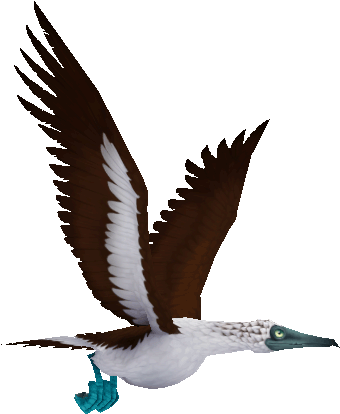 Flying Booby - Gull Clipart (910x734), Png Download