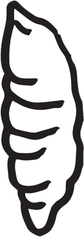 Insect Clipart, Wasp, Insects, Clip Art, Homeschool, - Gif - Png Download (1000x1000), Png Download