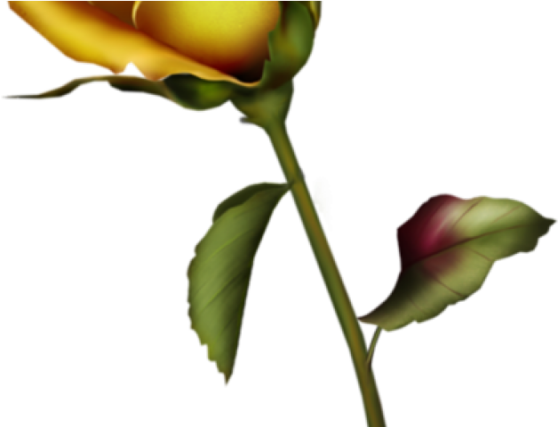 Drawn Bud Yello - Rose Bud Tattoo Design Clipart (640x480), Png Download