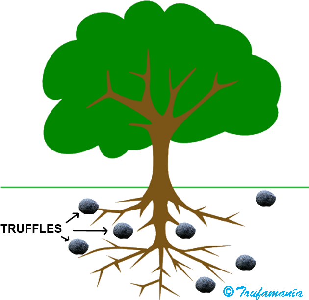 Mycorrhize - Tree Clip Art - Png Download (640x613), Png Download