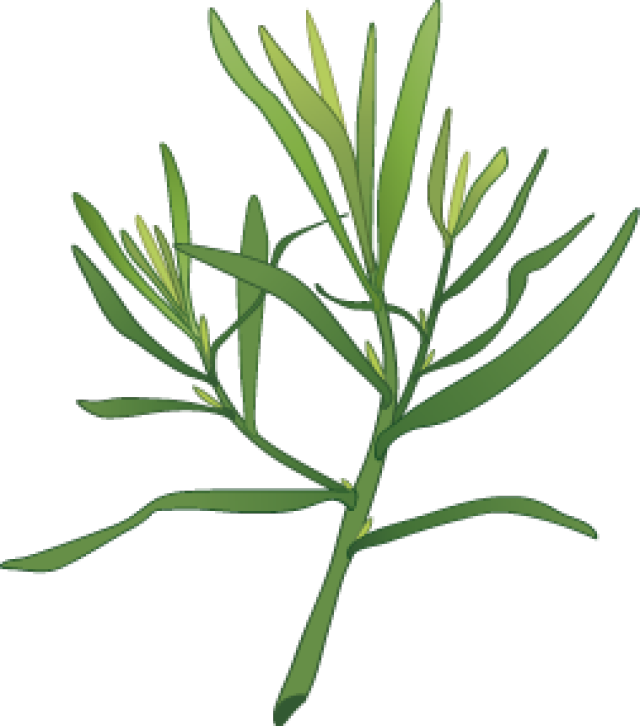 Garlic Clipart Herb Spice - Dill Plant Clipart - Png Download (640x726), Png Download