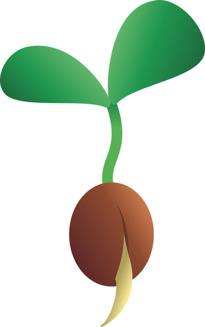 Freshgarlic Net Organic Garlic - Seed Growing Cartoon Clipart (720x1146), Png Download