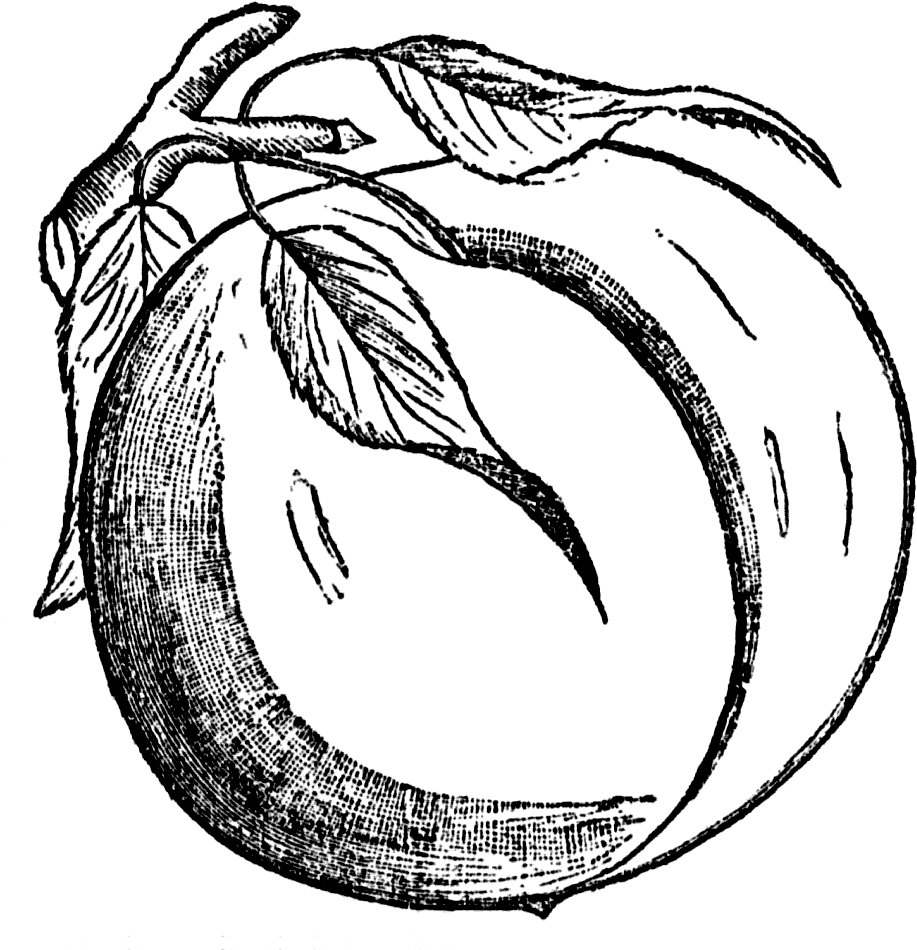 Peach Clip Art Free Free Clipart Image Image - Black And White Clipart Peach - Png Download (945x975), Png Download