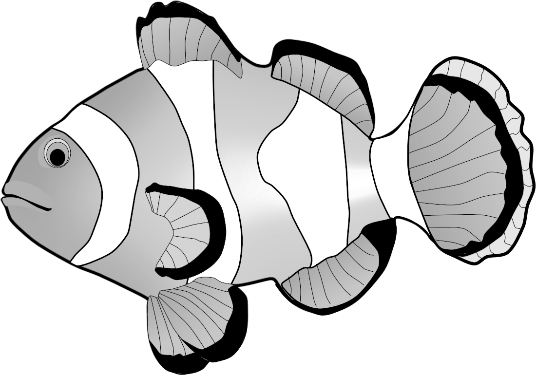 Clownfish Clipart - Clown Fish Clipart Png Transparent Png (1123x794), Png Download