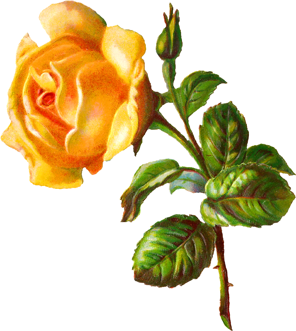 Digital Rose Clip Art - Garden Roses - Png Download (1106x1234), Png Download