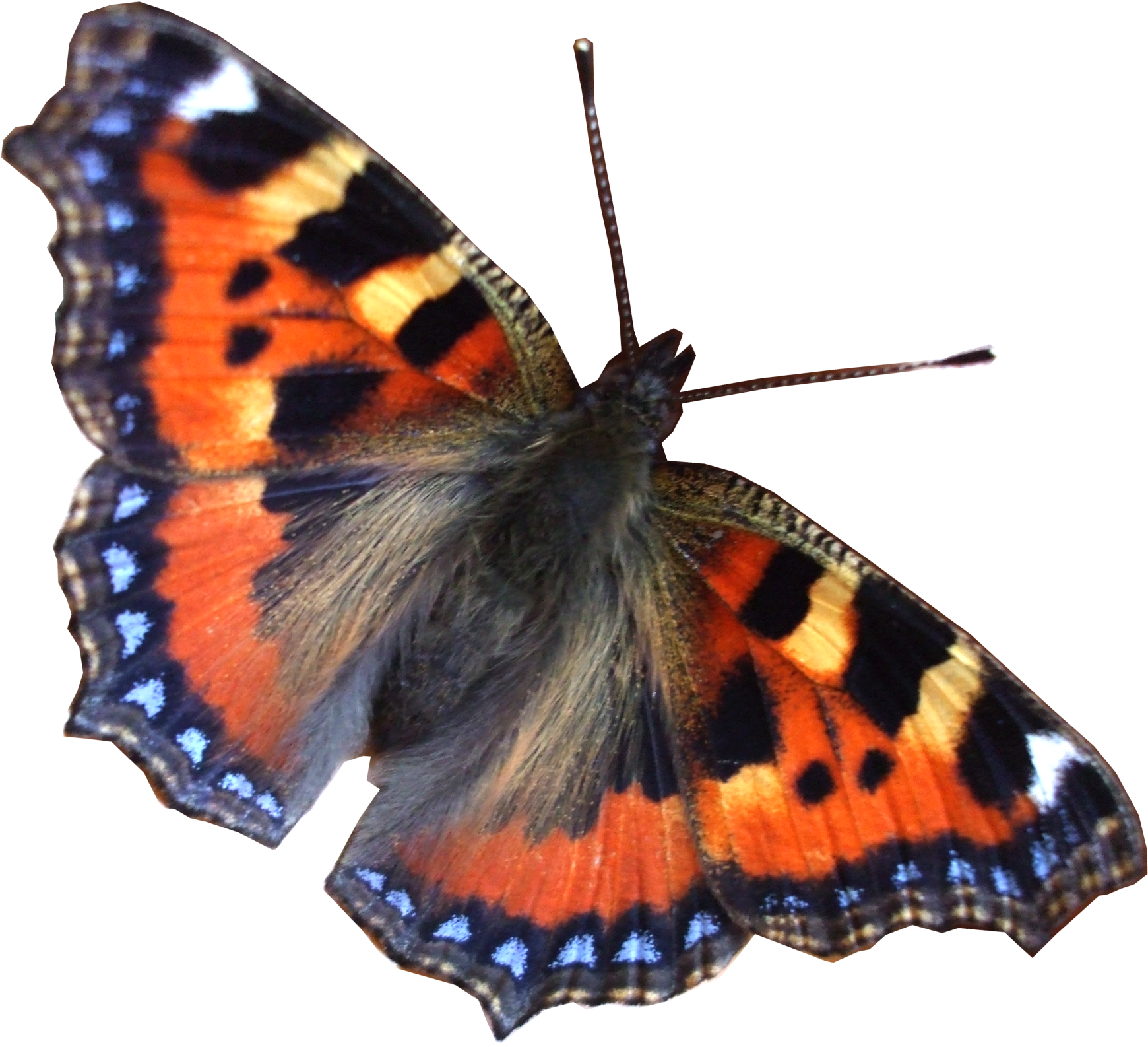 Real Butterfly Moth Png Png Mart - Minilabel Large Butterfly, Circle Greeting Stickers, Clipart (1815x1679), Png Download