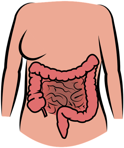 Digestive System - Happens If Your Lungs Are Not Functioning Clipart (960x600), Png Download