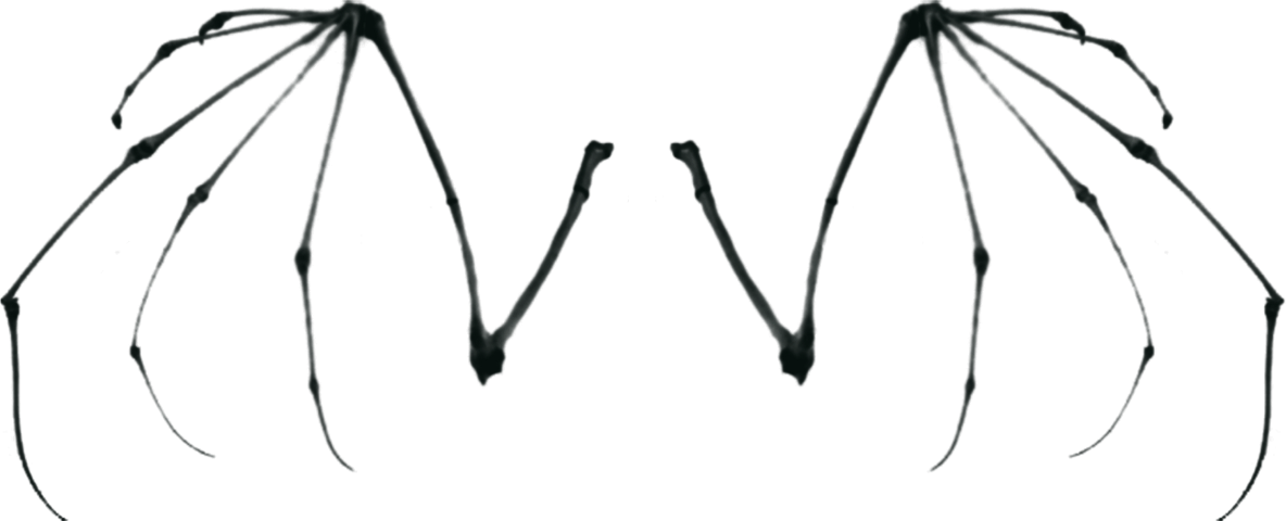 Skeletal Wings Clipart - Png Download (1184x480), Png Download