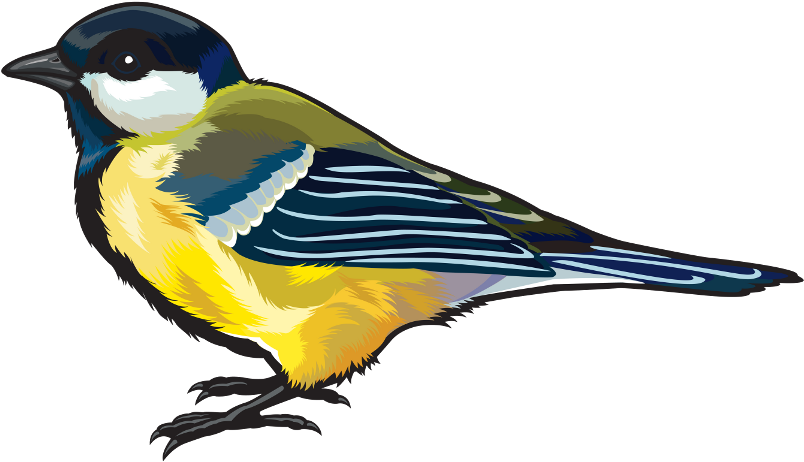 Bird Png Clipart Transparent Png (818x480), Png Download