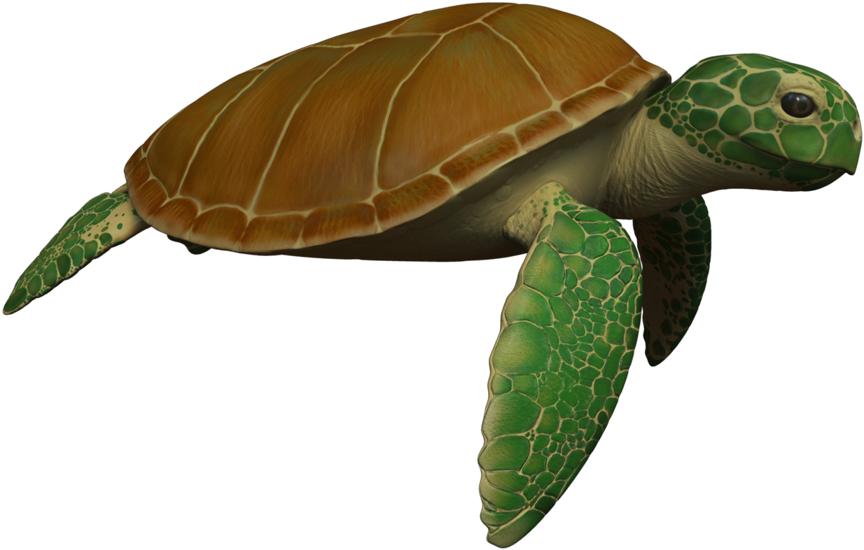 Animated Sea Turtle Wallpaper Iphone Wallpapersafari - Sea Turtle Moving Animation Clipart (1600x900), Png Download