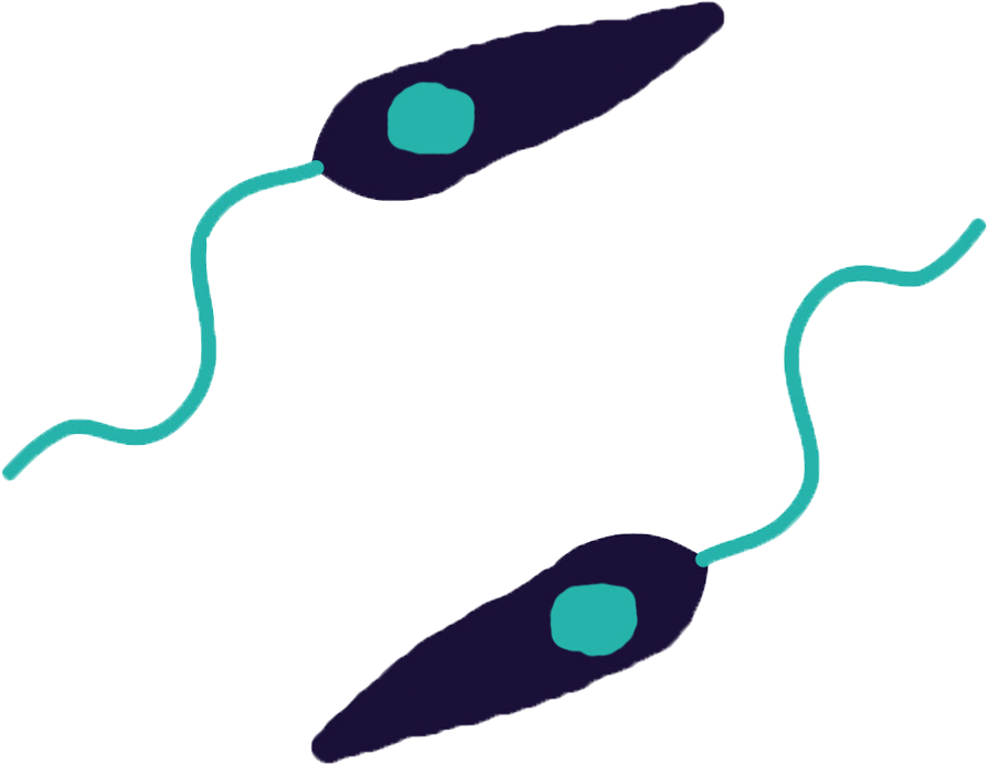 Leishmania Clipart (972x877), Png Download