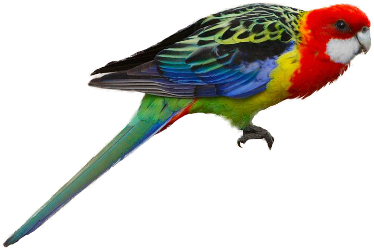 Eastern Rosella - Golden Mantled Rosella Parakeet Clipart (746x506), Png Download