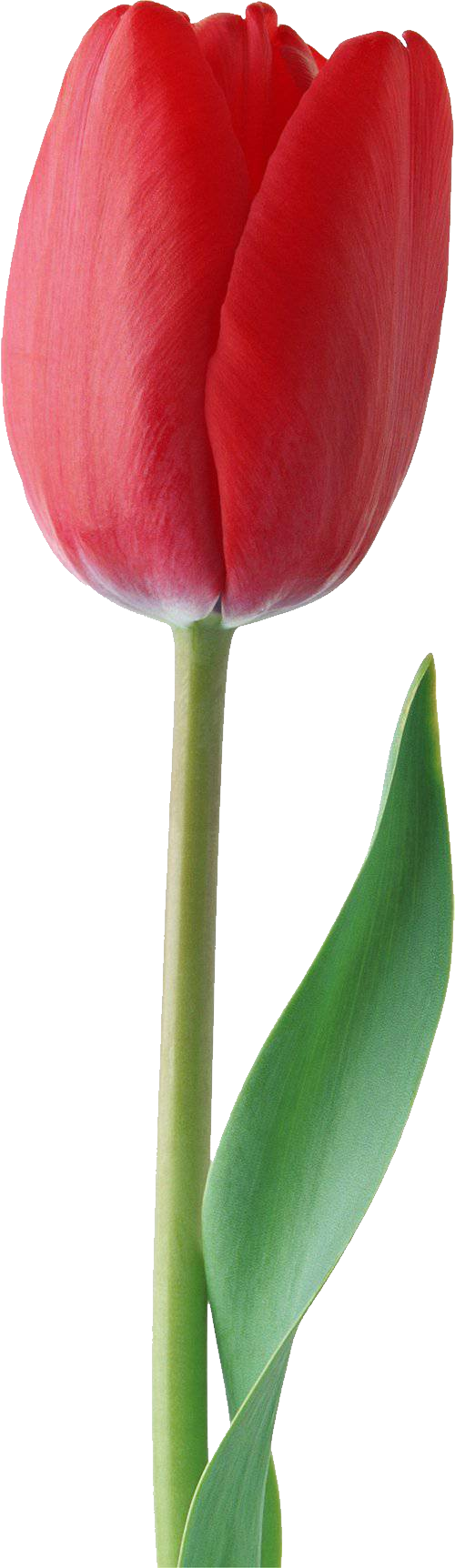 Red Tulip Png Clipart (500x1724), Png Download