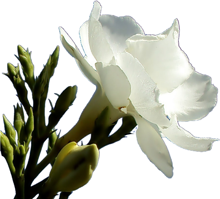 Related Wallpapers - Oleander Flower Png Clipart (1032x774), Png Download