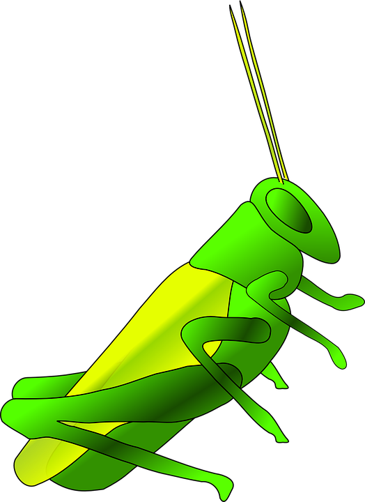 Crickets Clipart - Png Download (524x720), Png Download