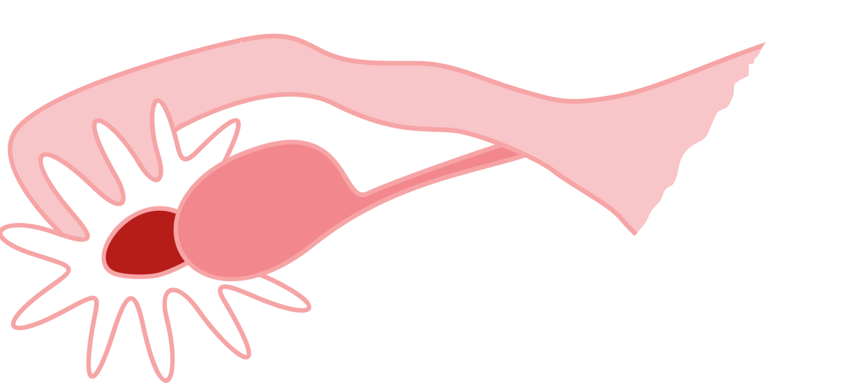 Ovary - Ovary Png Clipart (958x434), Png Download