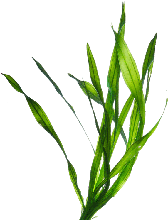 Google Search Aester Ig Pinterest - Tiny Seaweed Gif Transparent Clipart (784x749), Png Download